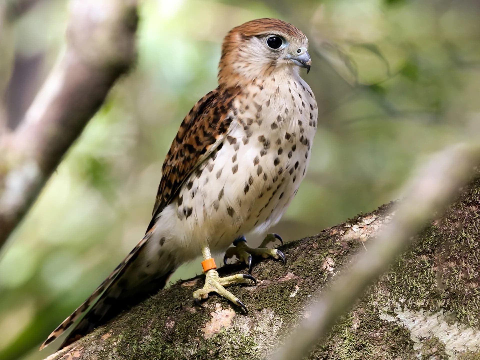 Endemics of Mauritius: A Curated Walk (Bird-Watching) photo 3