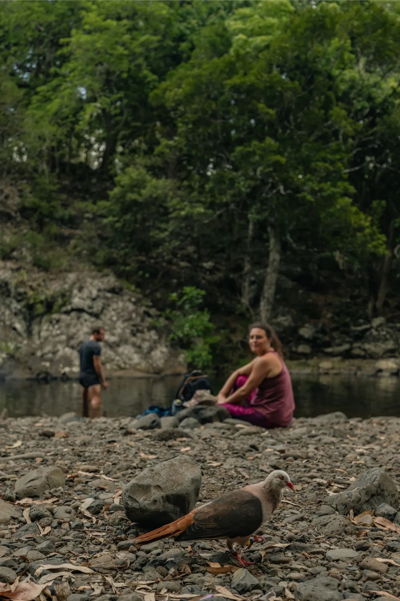 Hiking at Black-River Gorges photo 2