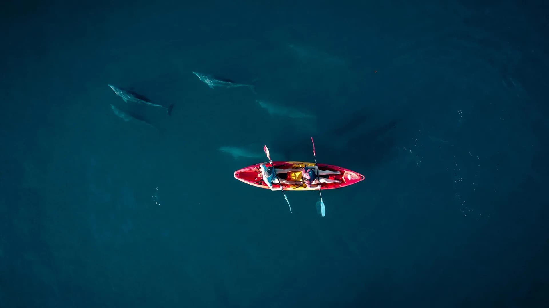 Kayak with Dolphins in Mauritius photo 2