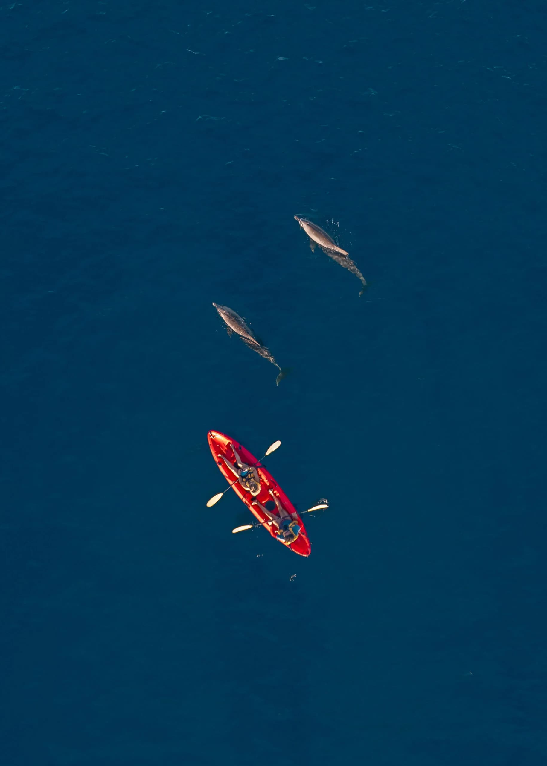 Kayak with Dolphins in Mauritius
