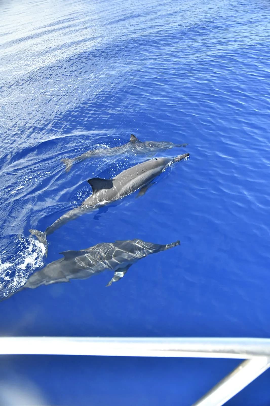 Full-Day Dolphins, Island BBQ, live Sega music photo 4