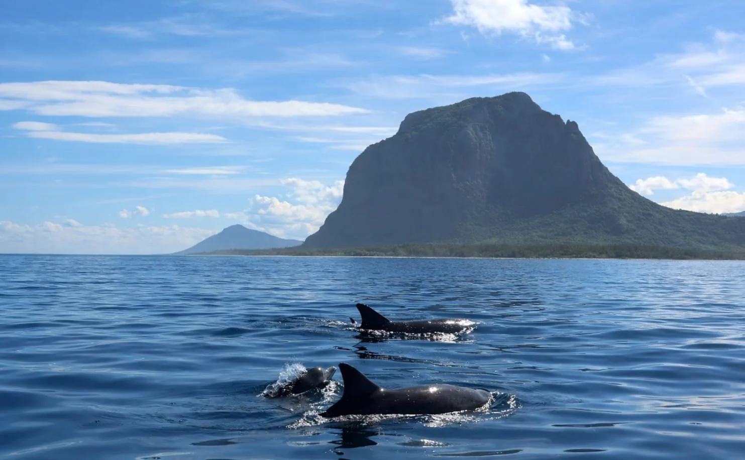 Full-Day Dolphins, Island BBQ, live Sega music